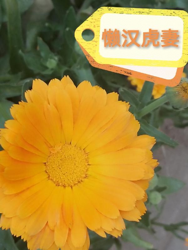 懒汉虎妻小说